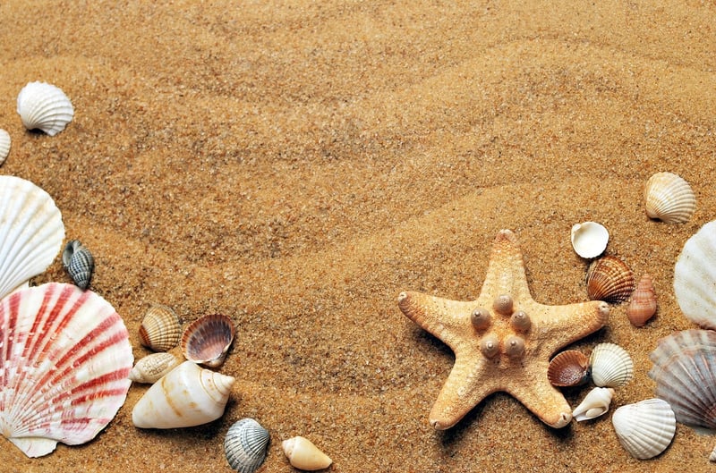 Mermaid Seashell Decor